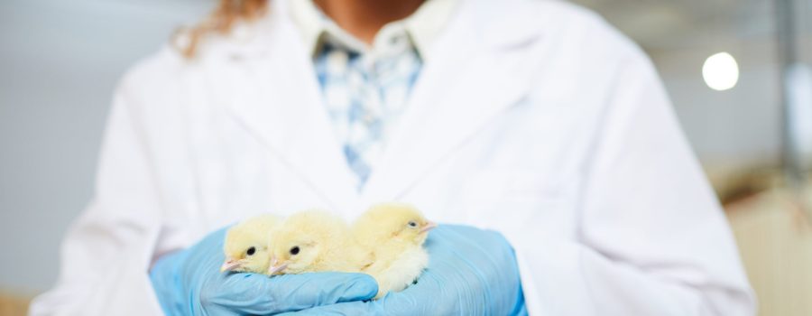 Young female agroengineer in whitecoat and gloves holding group of small chicks of new breed